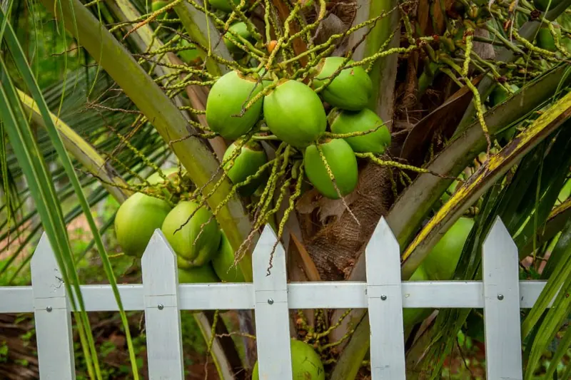 Tender coconuts hanging on a palm above the picket fence at the farm